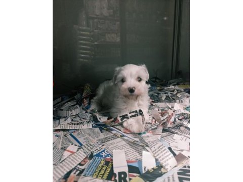 Sevimli bebek köpekler