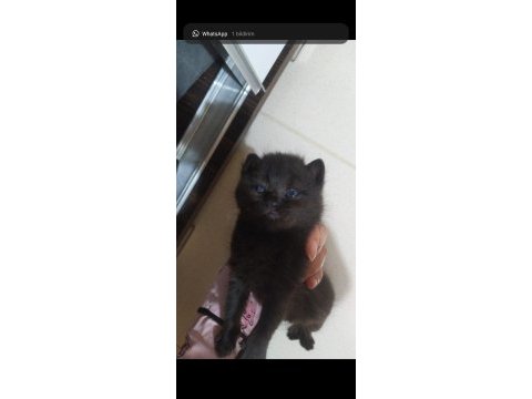 1.5 aylık british shorthair antalya