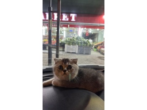 Scottish fold oğlumuz yeni yuvasını arıyor
