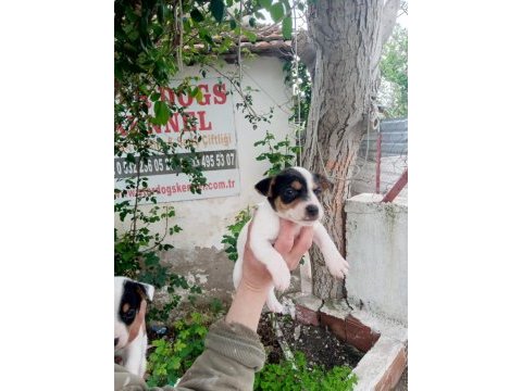Sdk çiftlikten kısa bacak jack russell terrierler