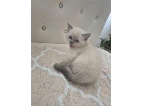Blue point ve gri kedilerim