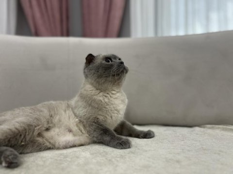 Blue point scottish fold dişi