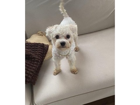 Sıfır numara maltipoo 1 buçuk yaşında dişi