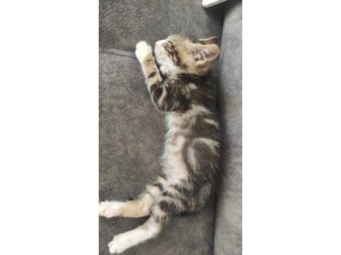 Tekli veya çoklu ücretsiz kediler