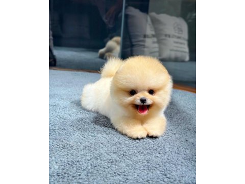 Profesyonel yetiştiriciden pomeranian güvenli teslim