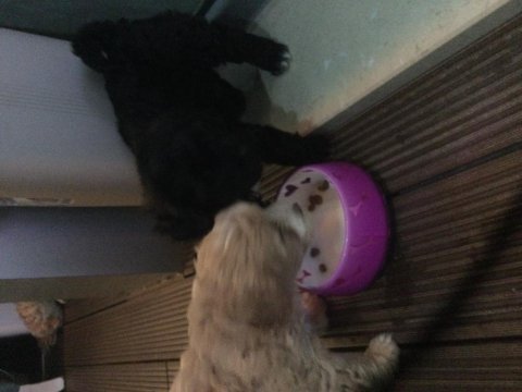 6 haftalık maltipoo