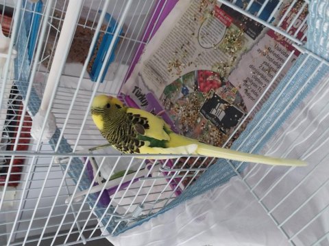 6 aylık erkek muhabbet kuşu