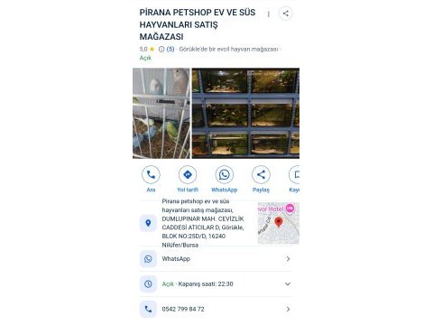 Muhabbet kuşu yavru veya yetişkin