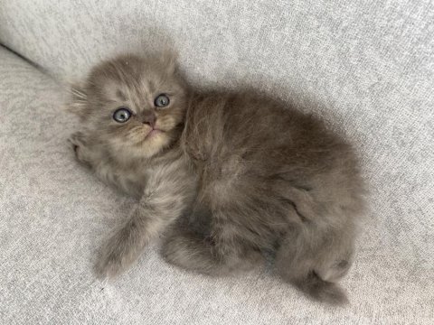 Safkan scottish fold longhair yavru