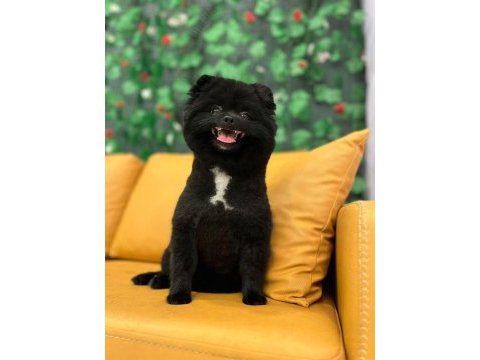 Pomeranian spitz, boo değil