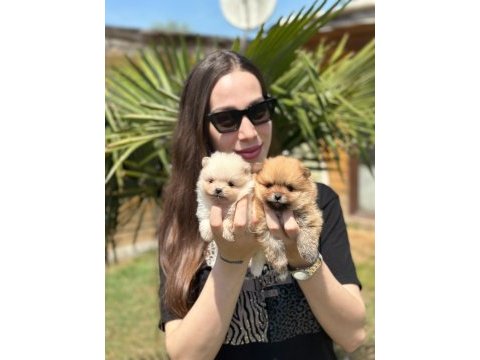 Gerçek pomeranian boo face sağlık ve ırk garantili