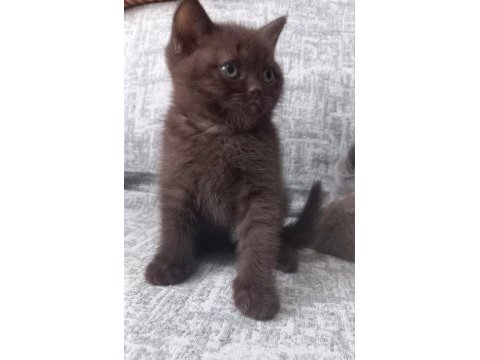 British shorthair çikolata kahverengi aranan renk