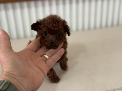 Petmode köpek çiftliğinden tea cup poodle yavrular