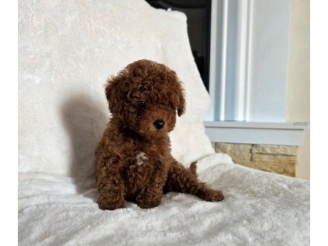 Toypoodle aşılı yavrular