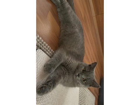 British shorthair kedimiz yeni yuva arıyoruz