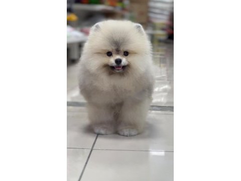 Pomeranian boo ayı surat yavrularimiz