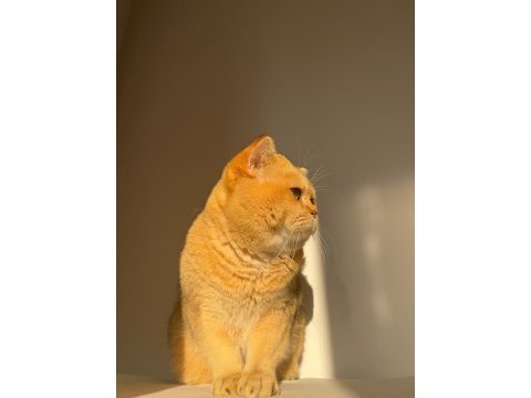 British shorthair golden erkek