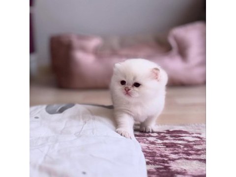 Ns11 dişi british longhair