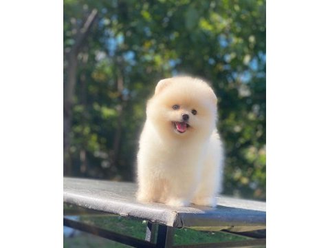 Sizde pomeranian tüy yumağına sahip olmak istermisiniz