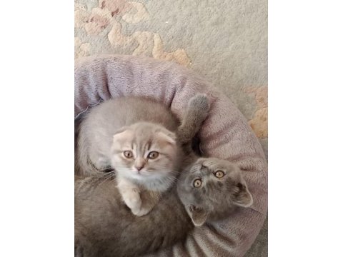 Scottish fold kedimiz