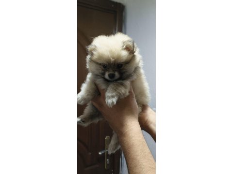 Pomeranian boo erkek ve dişi yavrularımız