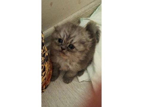 Scottish fold kedisi dişi ve erkek