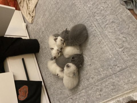 1 aylık british shorthair yavrularım