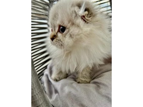Scottish fold longhair blue point dünyalar tatlısı yavru