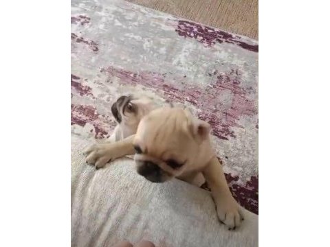 Pug mops yavrular ırk sağlık garantili