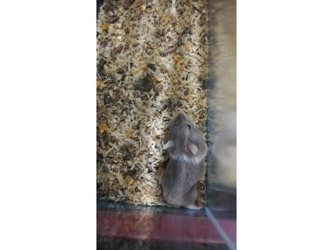 Gonzales, suriye hamster ve panda mice