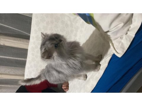 Scottish fold oscar için yuva arıyoruz