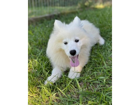 Irk garantili samoyed yavruları
