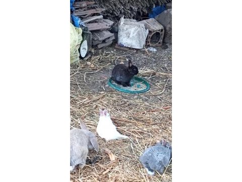 Tavşan aslanbaş cüce ponomon