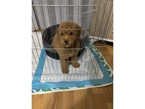 4 aylık dişi toy poodle