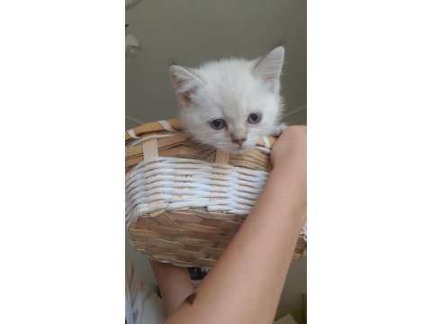 Blue point british shorthair yavrular