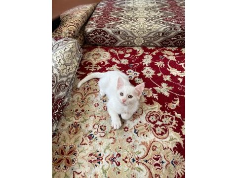 Beş tane 2 aylık yavru ankara kedisi