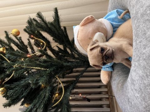 Pug yavrular