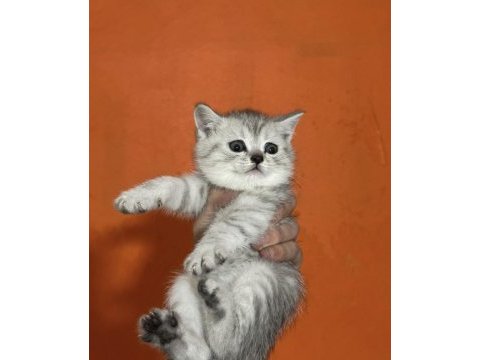 Tabby british shorthair