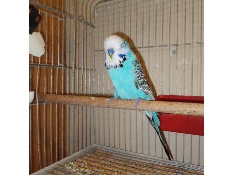 Erkek show jumbo muhabbet kuşu