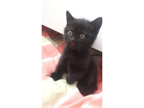 Yeni yuvalarını bekliyor 30 mart doğumlu british shorthair