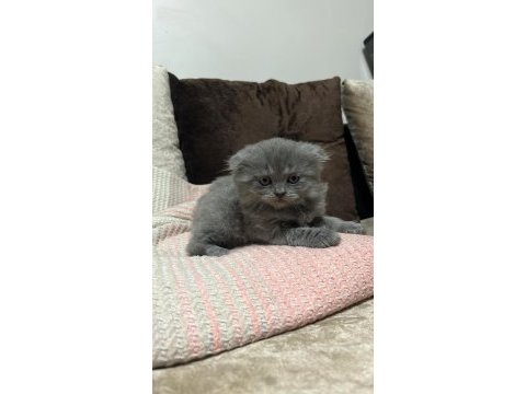 British shorthair ve scottish fold yavrular