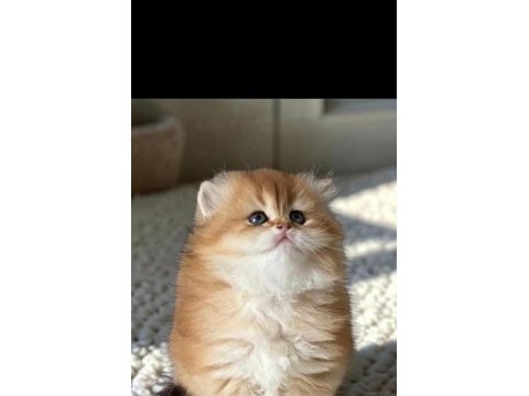 Safkan british shorthair ve longhair golden yavrular