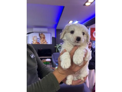 Beyaz tüy dökmez maltipoo bebekler