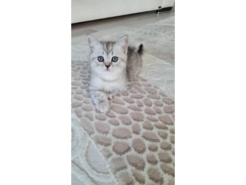 2 aylık erkek british shorthair silver yavrumuz