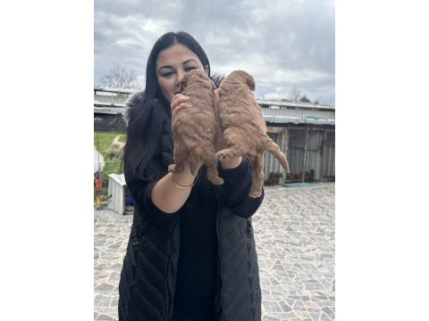 Kilo garantili toy ve kore poodle yavrularım