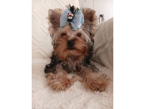 Orjinal baby face yorkshire terrier erkek