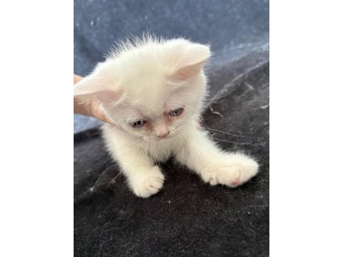 Güzeller güzeli british shorthair dişi