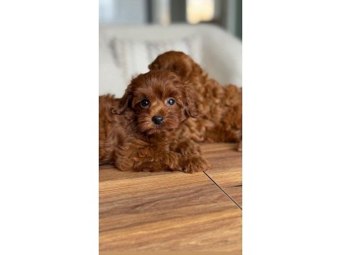 Premium toy poodle