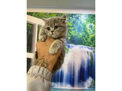 2 aylık british shorthair yavrular