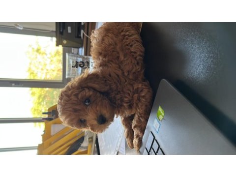 2 aylık erkek poodle